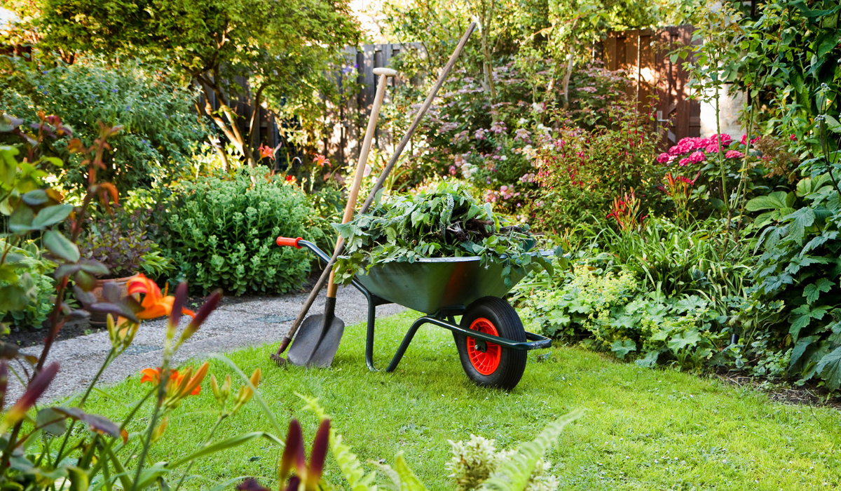 A wheelbarrow stands in the middle of a lush garden with a shovel and rake leaning against it. The wheelbarrow has a lot of leaves in it.