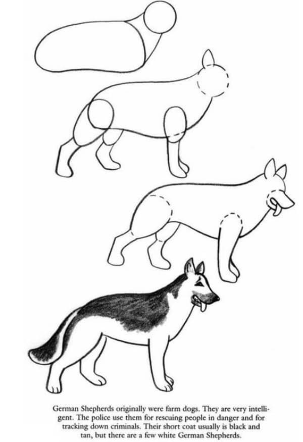 How-to-Draw-a-Dog-Step-by-Step-Dog-Drawing-Tutorials