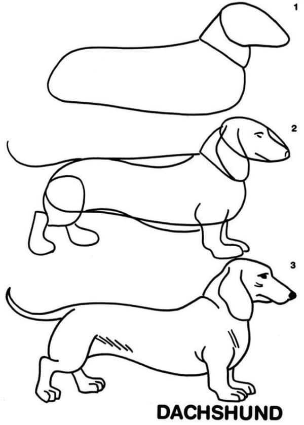 How-to-Draw-a-Dog-Step-by-Step-Dog-Drawing-Tutorials