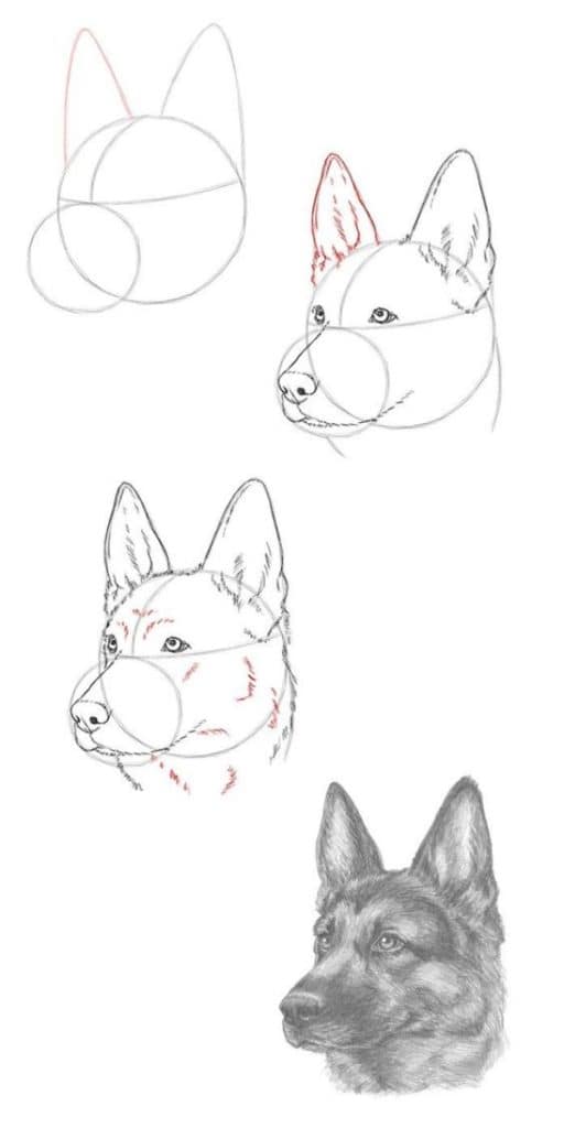 How-to-Draw-a-Dog-Step-by-Step-Dog-Drawing-Tutorials