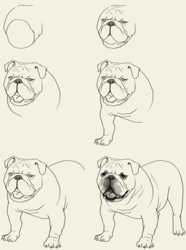 How-to-Draw-a-Dog-Step-by-Step-Dog-Drawing-Tutorials