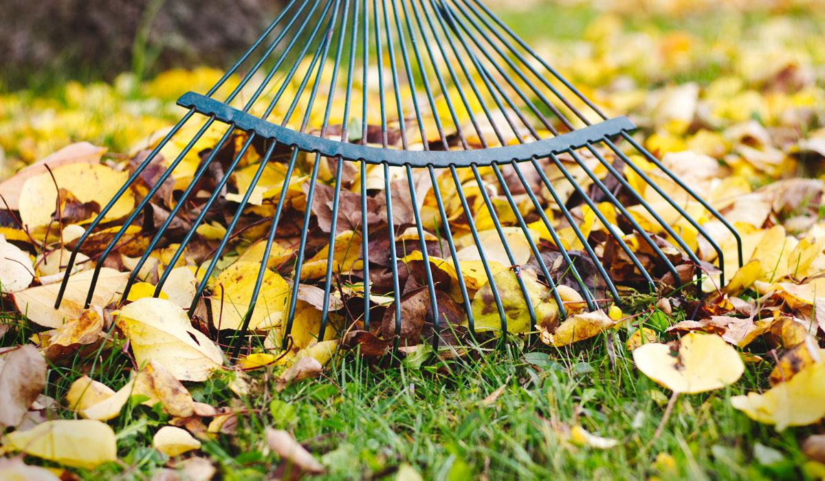 A rake is being pulled with leaves trapped by the tines